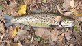 Another brown